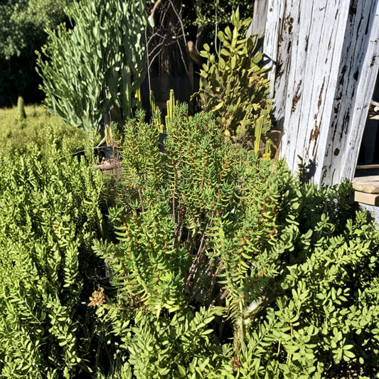 Mini Pine Tree Succulent – 7 Cuttings (5–8 Inches) | Crassula tetragona | Bonsai Style Succulent | Drought Tolerant