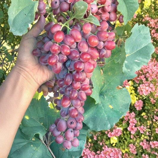 Crimson Seedless Grape Cuttings – 4 Pack | Large Red Table Grape Vine | 10–11 Inch Fresh Cuttings | Easy to Grow Fruit Vine