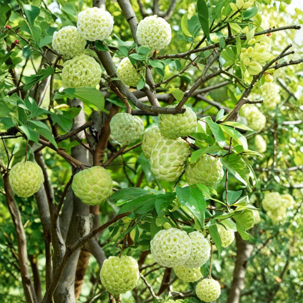 Sugar Apple Tree – Annona squamosa Live Seedling | 5–7 Inches Tall | Tropical Sweetsop Fruit Plant | Exotic Garden Tree
