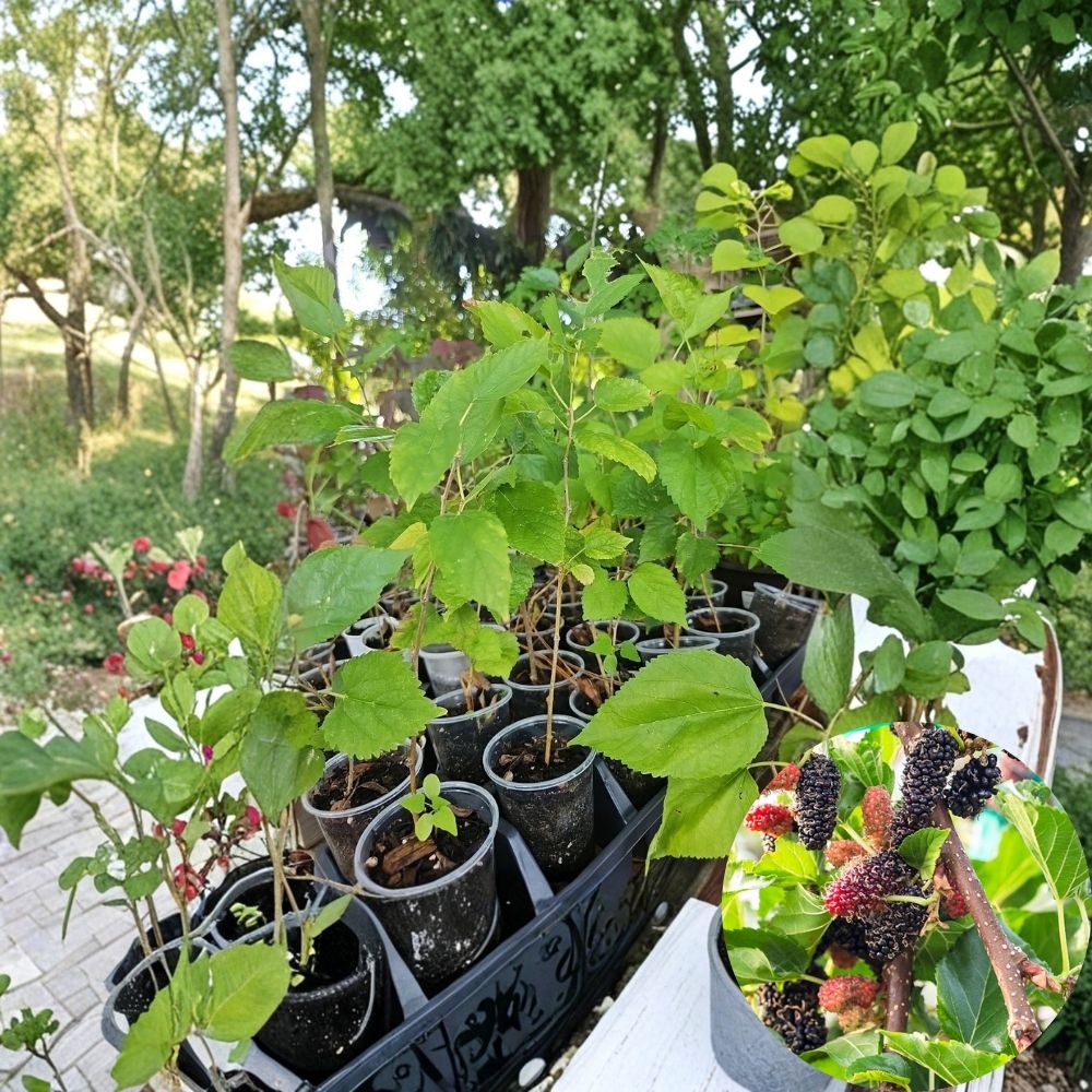 Dwarf Black Mulberry Tree – Morus nigra Live Plant | 10+ Inch Tall | Everbearing Fruit | Rooted from Cuttings | Organic Grown