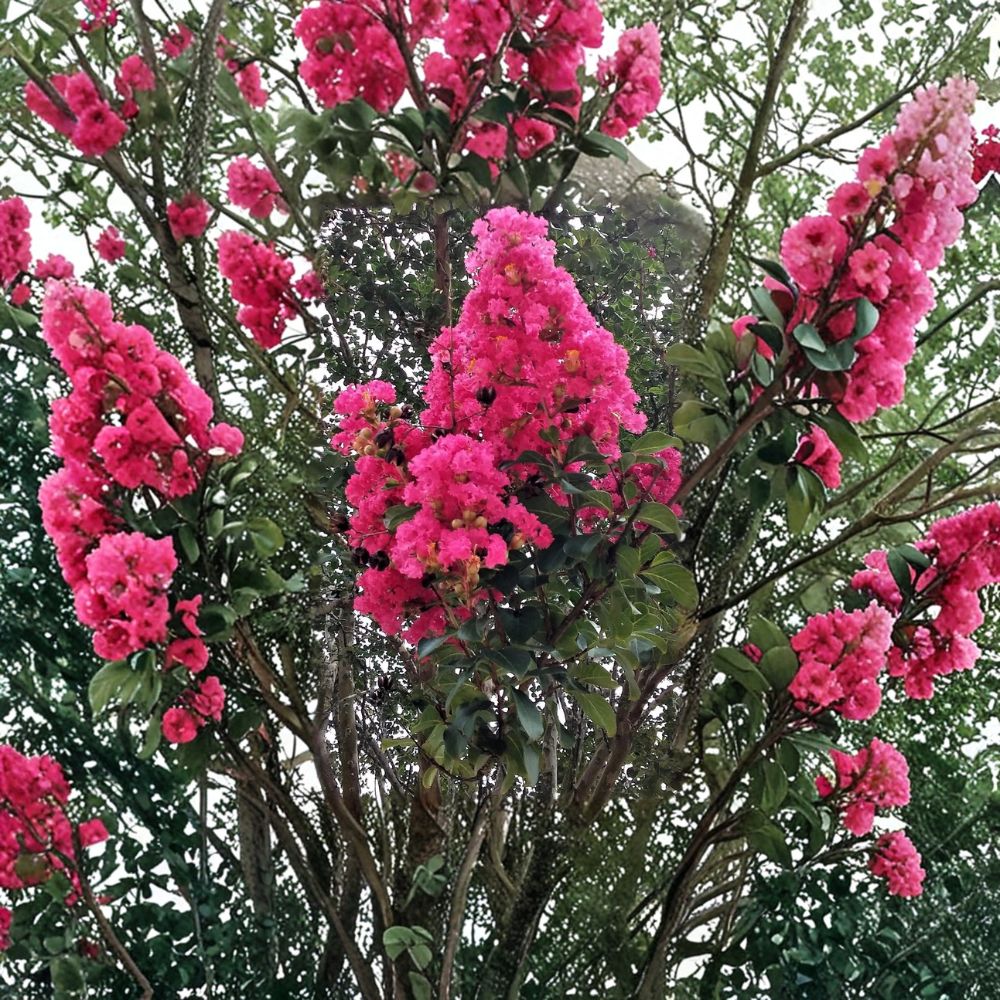 Hot Pink Crepe Myrtle Trees – 2 Live Plants Rooted Cuttings | Lagerstroemia Flowering Bush | Fast Growing Outdoor Tree | Vibrant Summer Blooms