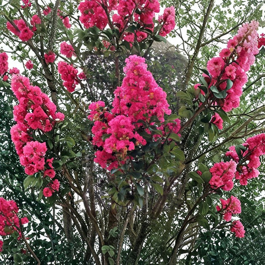 Hot Pink Crepe Myrtle Trees – 2 Live Plants Rooted Cuttings | Lagerstroemia Flowering Bush | Fast Growing Outdoor Tree | Vibrant Summer Blooms
