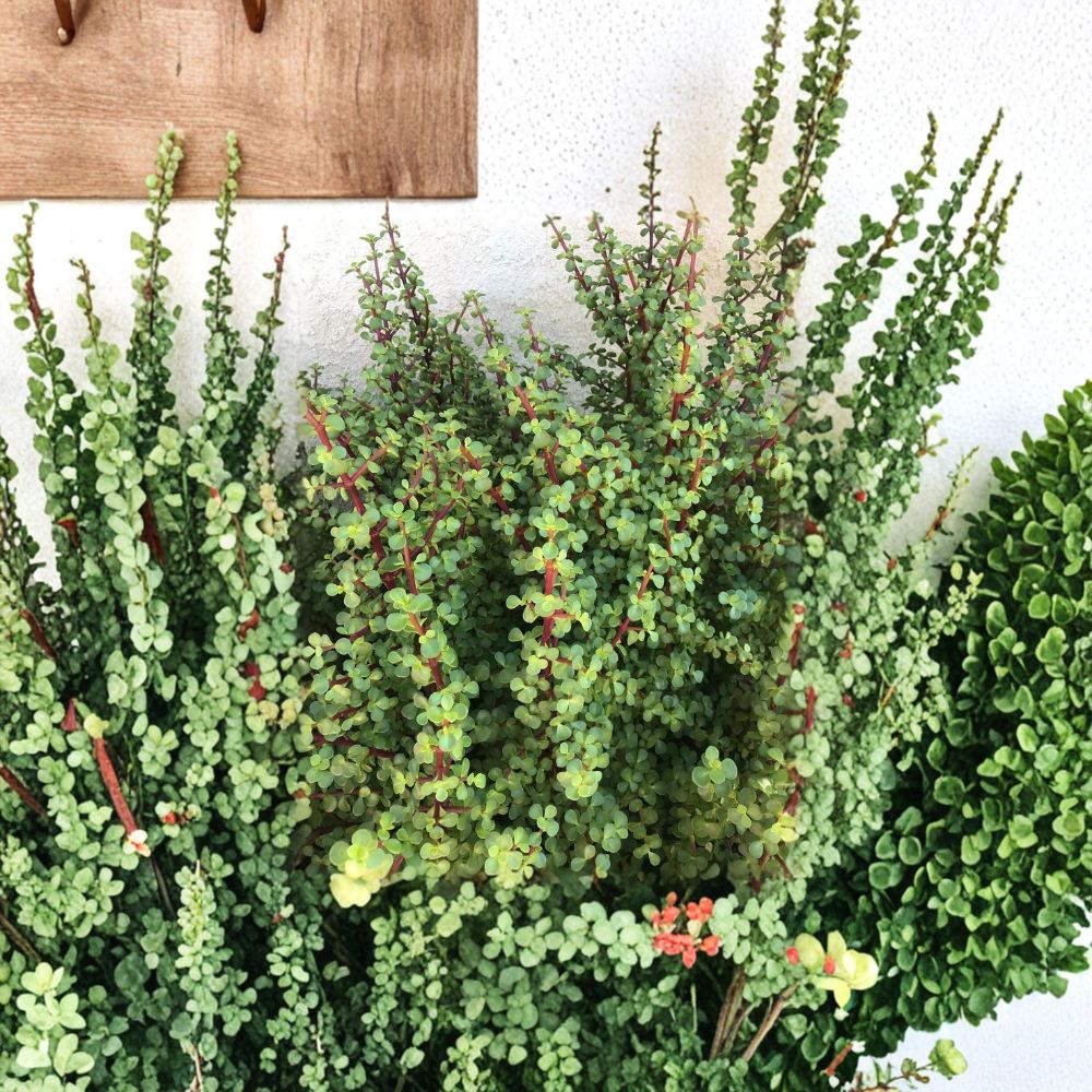 Elephant Bush Succulent Cuttings – 20 Pack | Portulacaria afra | Red Stem Jade Plant | Easy Care Starter