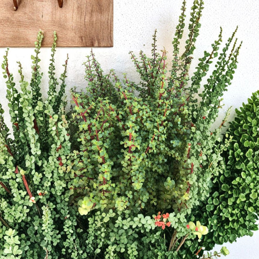 Elephant Bush Succulent Cuttings – 20 Pack | Portulacaria afra | Red Stem Jade Plant | Easy Care Starter