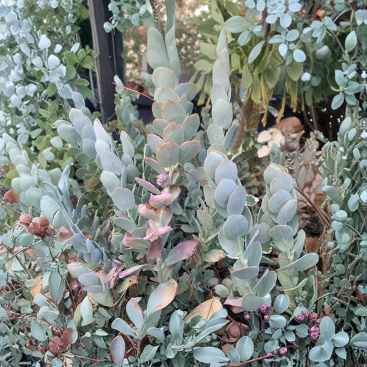 Kalanchoe Marnieriana Cuttings – 3 Succulent Cuttings 5 Inch | Marnier’s Kalanchoe Trailing Plant | Easy Care Succulent | Blue Green Leaves
