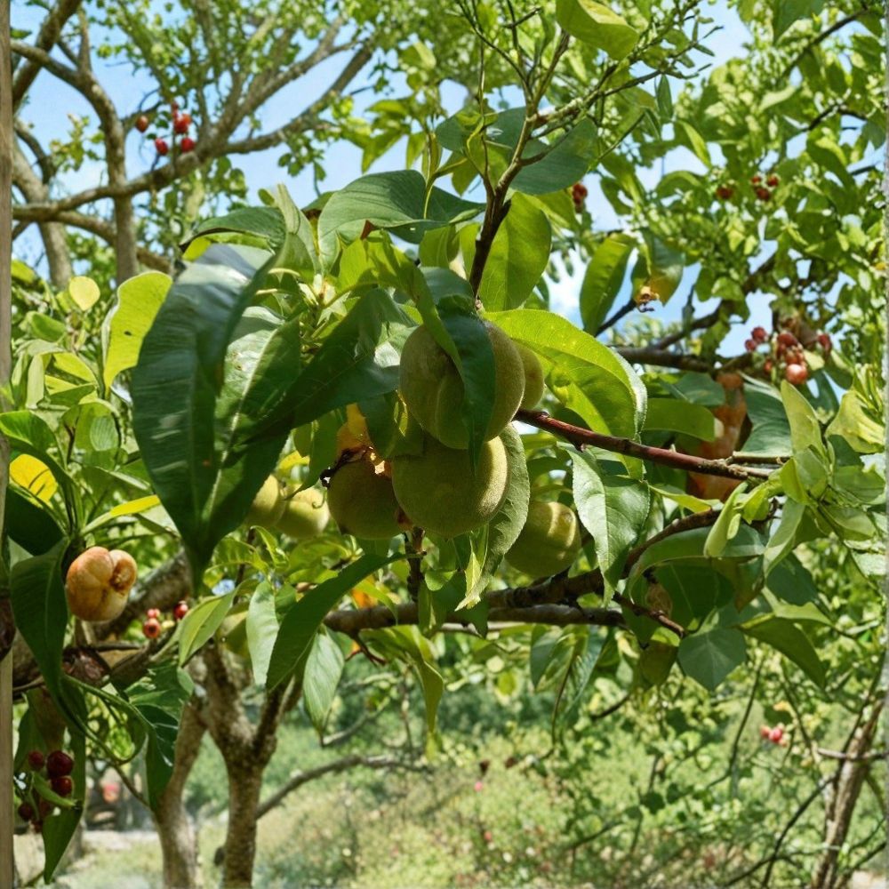 Red Haven Peach Tree – Prunus persica Live Bare Root | 16+ Inch Dormant Tree | Sweet Freestone Peach Variety | Backyard Orchard Fruit Tree | Ready to Plant