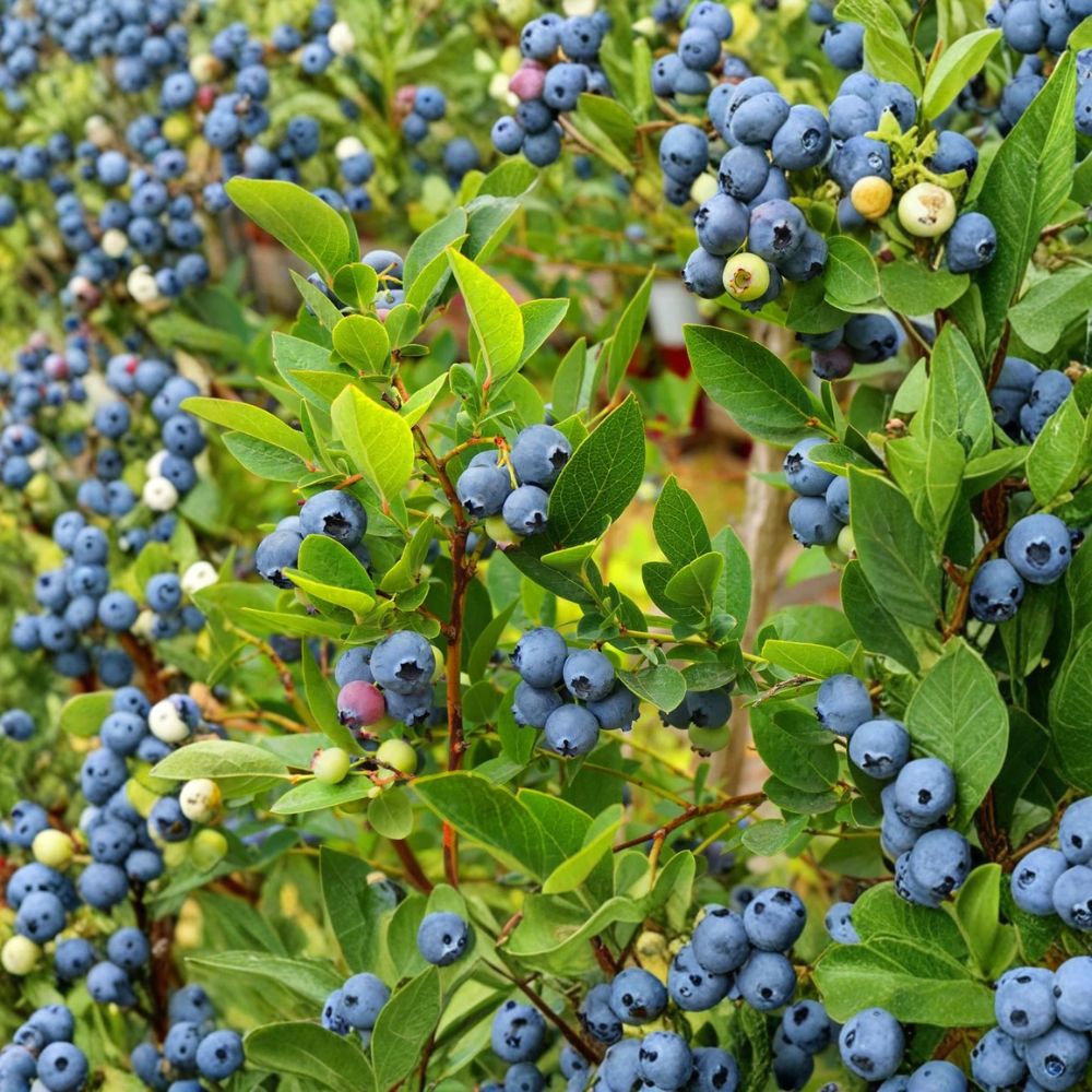 Elliott Blueberry Plant – Vaccinium elliottii Live Starter | Highbush Blueberry | Root Ball Plant (No Pot) | Late Season Fruit Bush