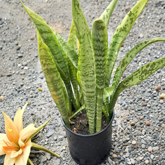 Snake Plant Leaf Cuttings – 10 Sansevieria Zeylanica Cuttings | 6 Inch Hawaii Grown | Bulk Propagation DIY | Easy Houseplant