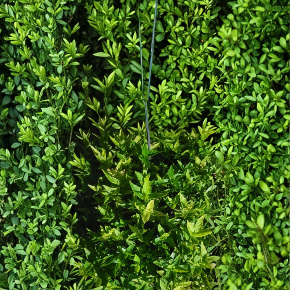 Tilo Plant Cuttings – 3 Fresh Stems 6 Inches | Herbal Tea Plant | Easy Grow Garden Herb | Container Friendly