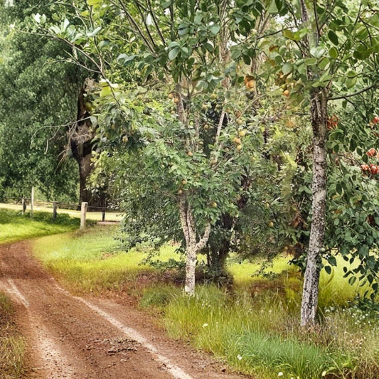 Ayers Pear Trees – Pyrus communis ‘Ayers’ 2 Bare Root Trees | “Sugar Pear” Variety | Ready to Plant  Low Chill | Fire Blight Resistant | Sweet Southern Favorite