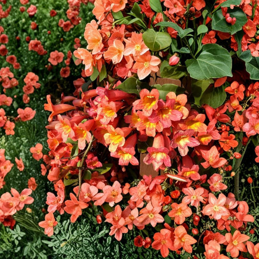 Tangerine Beauty Crossvine – Bignonia capreolata | Rooted Starter Plant in Pot | Hummingbird & Butterfly Attractor