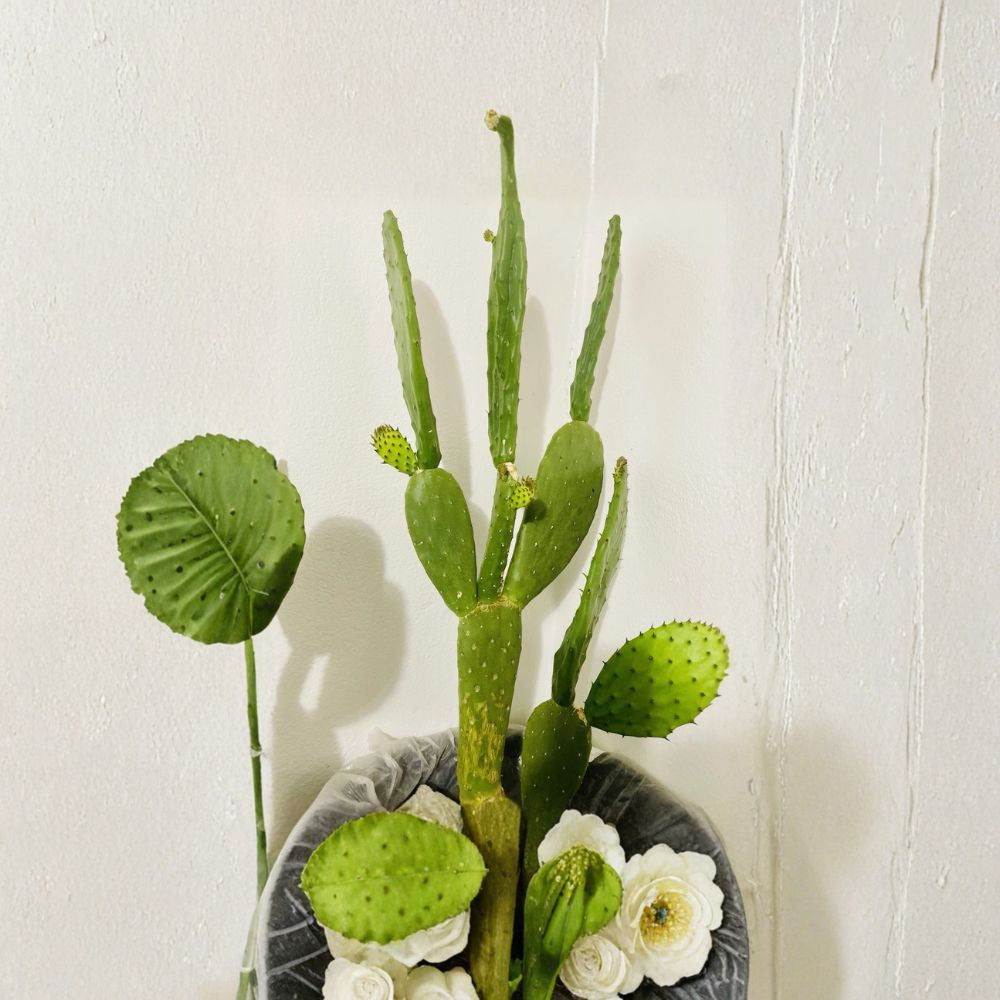 Edible Prickly Pear – Opuntia ficus-indica Fresh Pad Cutting | Ready to Plant | Indoor or Outdoor  Nopales & Sweet Fruit | Fast Growing | Low Maintenance