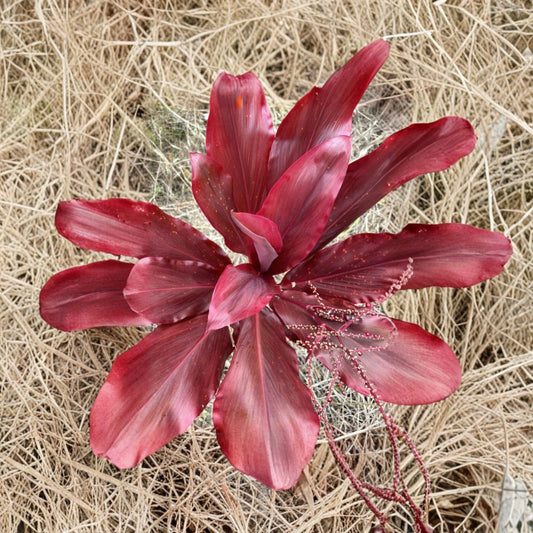 Hawaiian Red Ti Plant Cuttings – 3 Fresh 6 Inch Logs | Cordyline fruticosa ‘Lilinoe’ | Tropical Foliage Plant | Easy Propagation