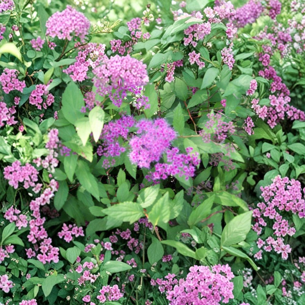 Magic Carpet Spirea Cuttings – 10 Pack (6–8 Inches) | Spiraea japonica | Colorful Hardy Shrub Starter