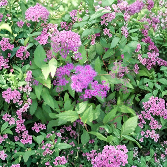 Magic Carpet Spirea Cuttings – 10 Pack (6–8 Inches) | Spiraea japonica | Colorful Hardy Shrub Starter