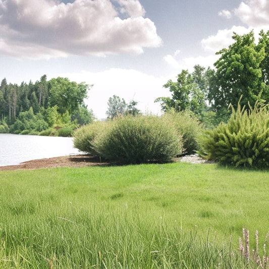 Hybrid Willow Cuttings – 13 Austree Salix Bush Starts | Fast Growing Privacy Hedge | Windbreak Tree | Includes Instructions