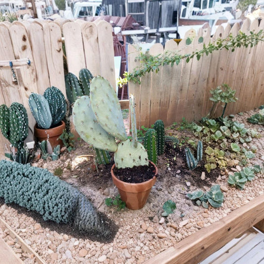 Prickly Pear Cactus Pads – BULK LOT 3 Pads | 6 Inches Each | Potted in 5" Pot  Drought Tolerant | Edible Opuntia | Indoor or Outdoor