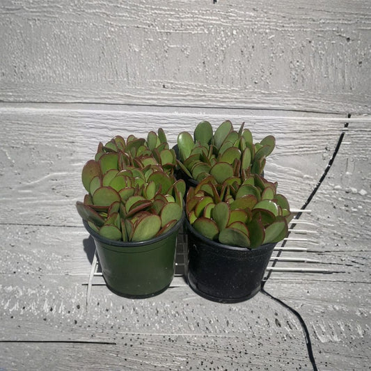 Jade Plant Cuttings – 18 Crassula Ovata Succulent Cuttings | 2–4 Inch Money Plant | Easy Propagation | Indoor Plant
