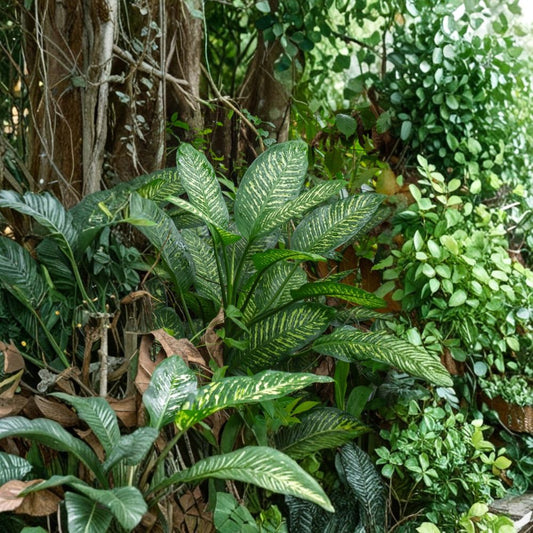 Dieffenbachia Cuttings – 5 Pack | Dumb Cane Variegated Tropical Houseplant | Easy Indoor Plant Starter