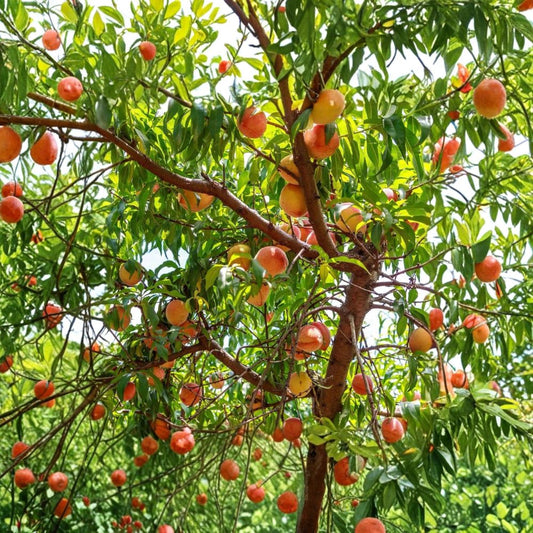 2 Belle of Georgia Peach Trees – Prunus persica Live Bare Root | 2 Ft Tall Fruit Trees | Sweet White Freestone Peach | Backyard Orchard Starter | Ready to Plant