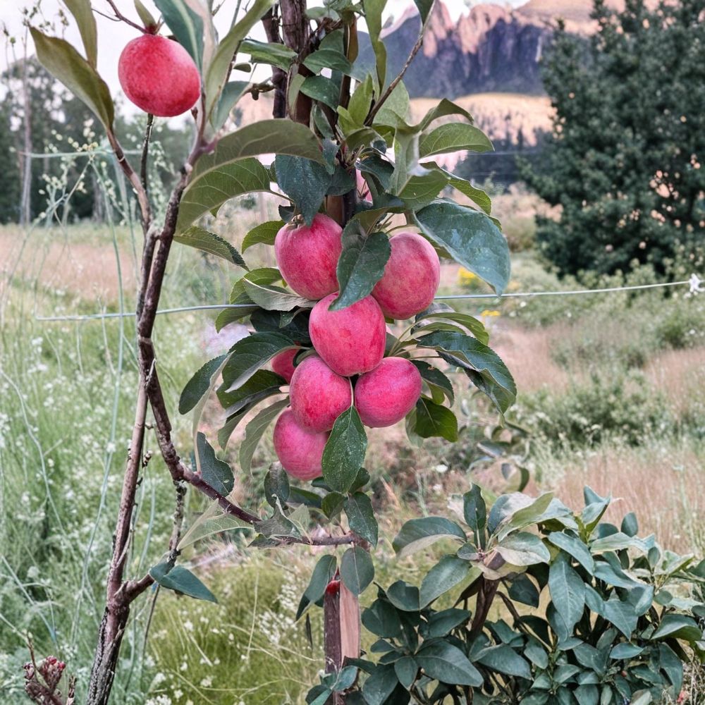 Santiam Red Gala Apple Tree – Bare Root Live Plant | M7 Rootstock | Sweet Gala Apple Variety | Disease Resistant Fruit Tree