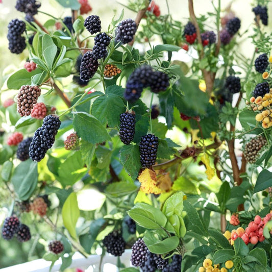 3 Natchez Thornless Blackberry Plants – Rubus ‘Natchez’ Starter Plugs | Large Sweet Berries | Early Ripening Variety | Bare Root Berry Plants | Easy to Grow