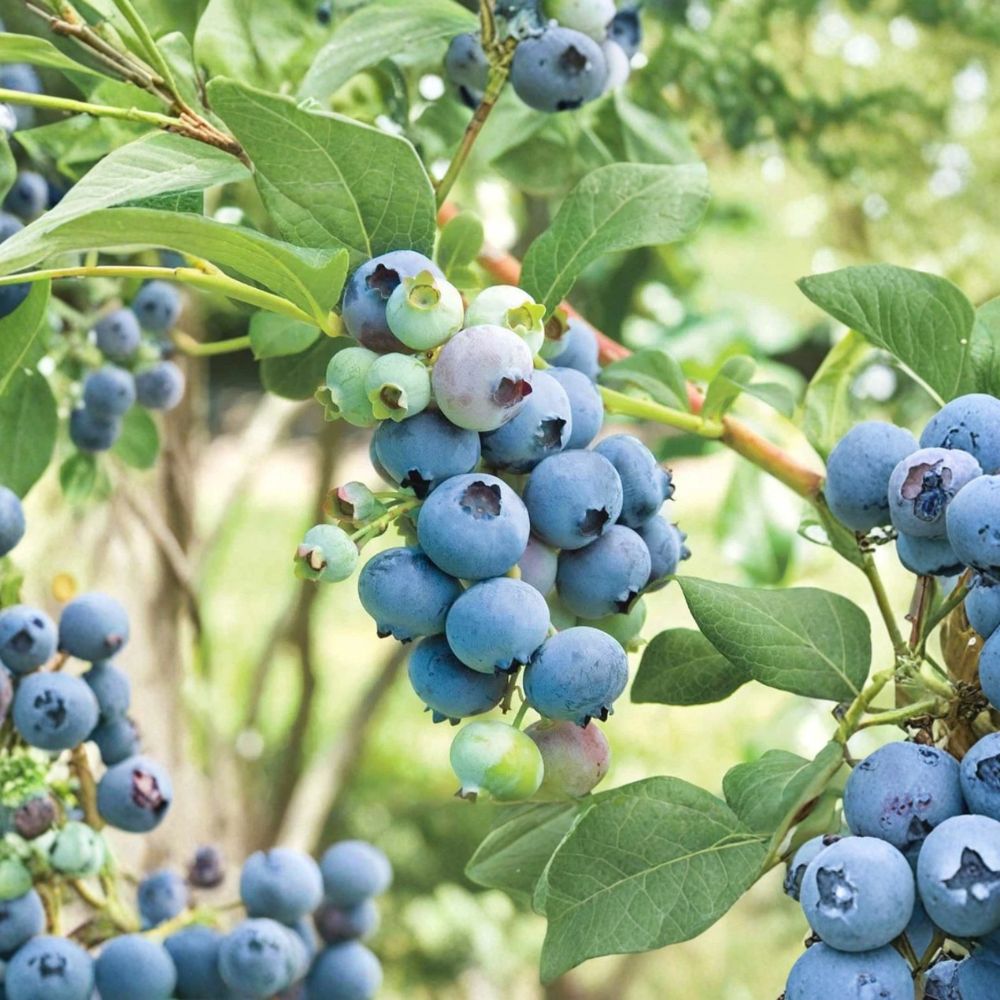 Bluecrop Blueberry Plant – Vaccinium corymbosum Live Plant | 1 Gallon Pot | Hardy High-Yield Blueberry Bush | Sweet Mid-Season Fruit