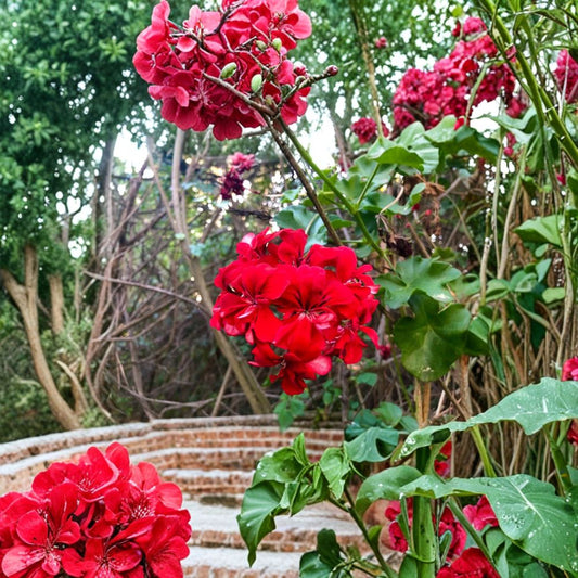 Red Ivy Geranium Cuttings – 3 Pelargonium peltatum 6 Inch Cuttings | Trailing Flower Plant | Bright Red Blooms | Easy to Grow