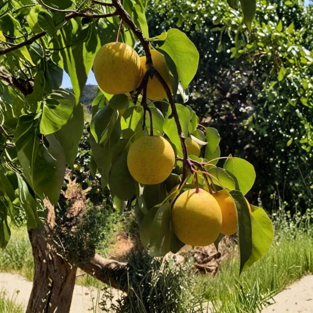 White Pear Tree – Pyrus spp. 25+ Seeds | Sweet Edible Fruit | FREE Shipping  Crisp & Juicy | Backyard Orchard Starter | USA Seller