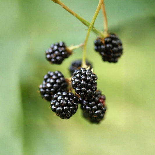 5 Triple Crown Thornless Blackberry Plants – Rubus fruticosus Starter Plugs | Large Sweet Berries | High-Yield Variety | Bare Root Berry Plants | Easy Garden Fruit