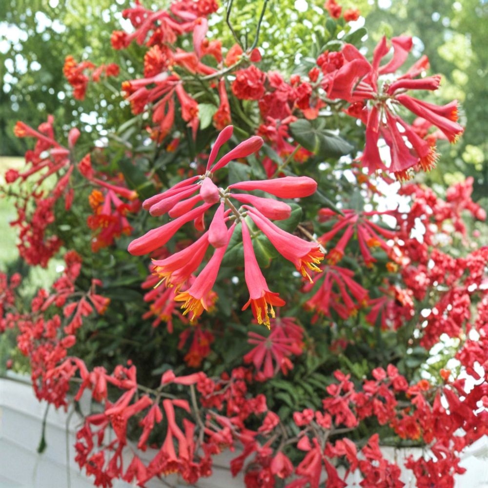 Honey Coral Honeysuckle – Lonicera sempervirens | Live Rooted Starter Plant in Pot | Native Pollinator Vine