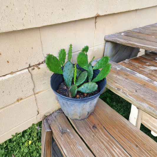 Eastern Prickly Pear – Opuntia humifusa 1 Live Pad | Cold Hardy | Edible Pads & Fruit  Snow Tolerant | Native Cactus | Easy to Grow