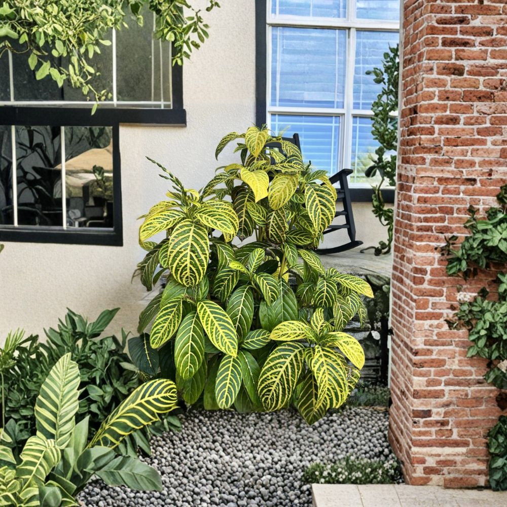 Sanchezia Cuttings – 5 Pack (4–6 Inches) | Tropical Foliage Plant | Rare Variegated Houseplant Starter
