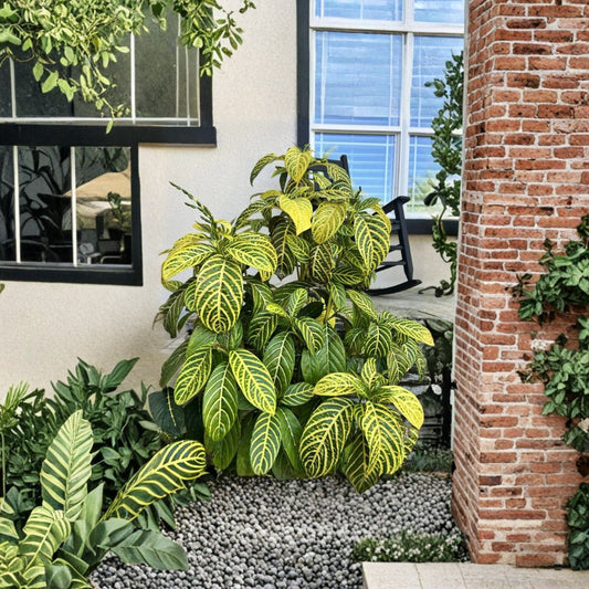 Sanchezia Cuttings – 5 Pack (4–6 Inches) | Tropical Foliage Plant | Rare Variegated Houseplant Starter