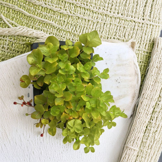 Creeping Jenny Live Plants – 6 Rooted Plugs | Lysimachia nummularia Groundcover | Trailing Garden Plant | Fast Spreading