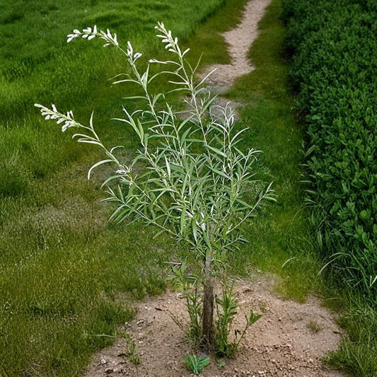25 Jumbo Hybrid Willow Tree Cuttings – Austree Willow Live Cuttings | Approx 10 Inches Long | Thick Root Stock | Fast Growing Privacy Hedge | Easy to Grow