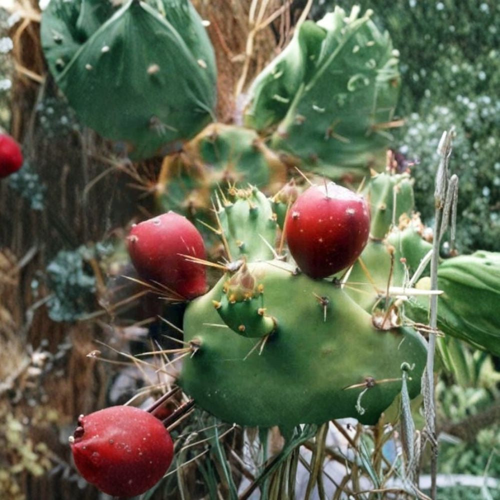 Sweet Prickly Pear – Opuntia dillenii 10 Seeds | Edible Fruit Cactus | Zones 9–11  Blue-Green Pads | Jam & Jelly Fruit | Drought Tolerant