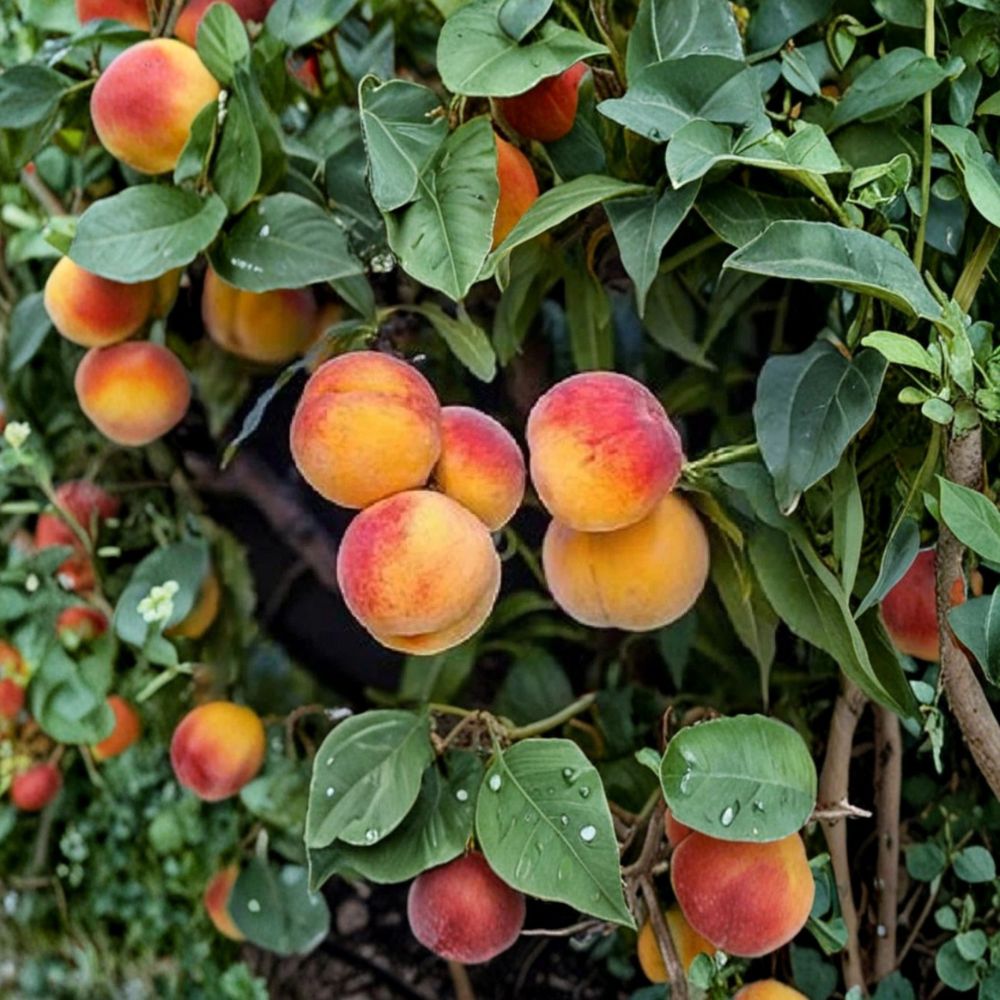 Georgia Bell Peach Tree – Prunus persica Live Bare Root | 16+ Inch Dormant Tree | Sweet White Peach Variety | Backyard Orchard Fruit Tree | Ready to Plant