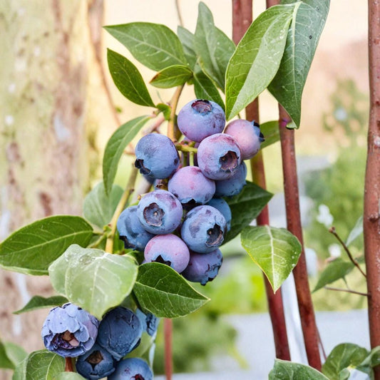 3 Sweetcrisp Blueberry Plants – Vaccinium corymbosum Starter Plugs | 3–6 Inches Tall | Bare Root Southern Highbush Berry Bush