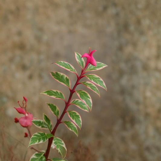 Pink Devil’s Backbone Cuttings – Euphorbia tithymaloides | Rare Variegated Zig Zag Plant | Easy Succulent Propagation