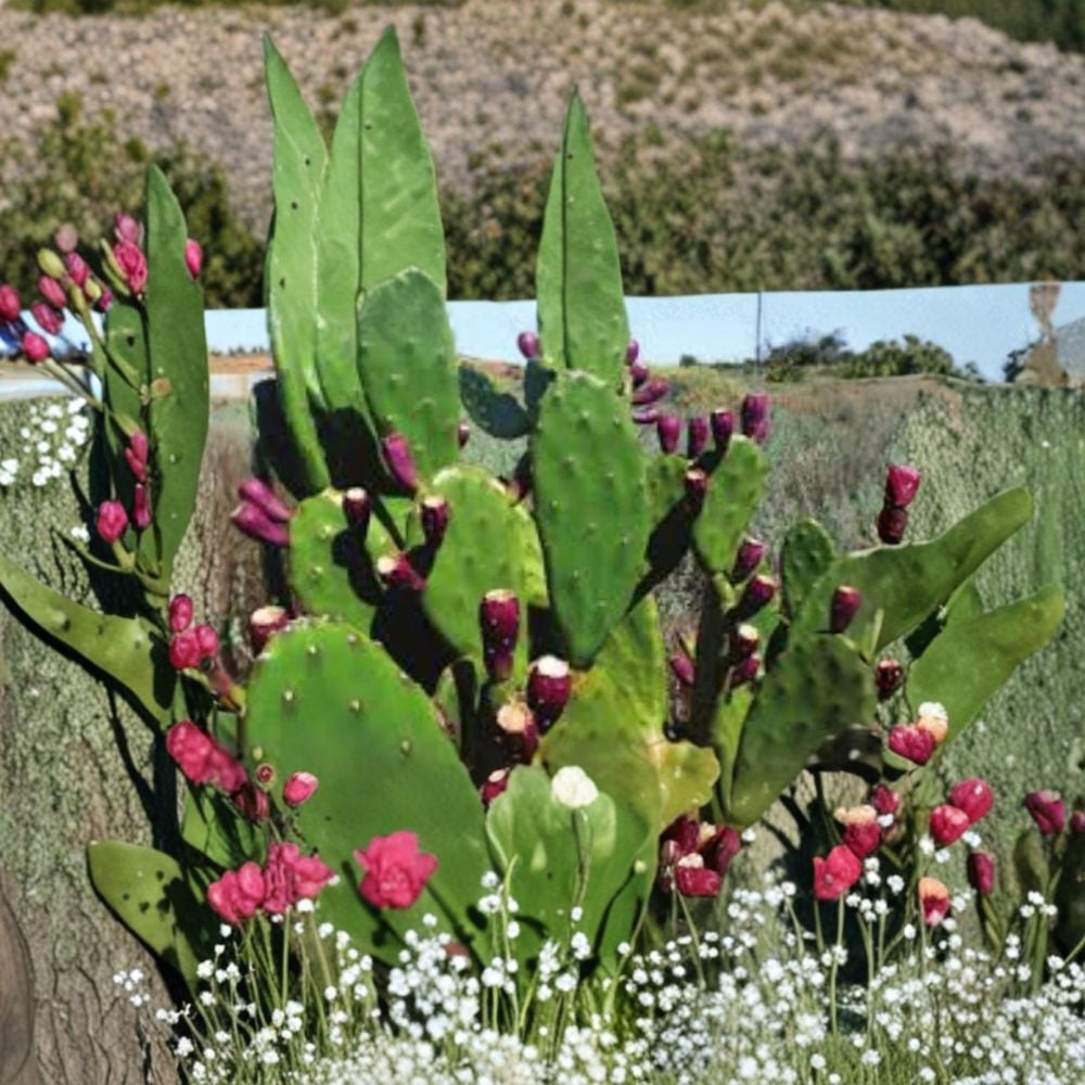 Red Prickly Pear Cactus – Opuntia spp. Live Pad Cutting | 6.5” Tall | Edible Red Fruit  Hardy & Fast Growing | Drought & Frost Tolerant | Indoor/Outdoor