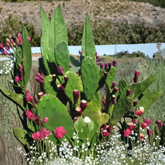 Red Prickly Pear Cactus – Opuntia spp. Live Pad Cutting | 6.5” Tall | Edible Red Fruit  Hardy & Fast Growing | Drought & Frost Tolerant | Indoor/Outdoor