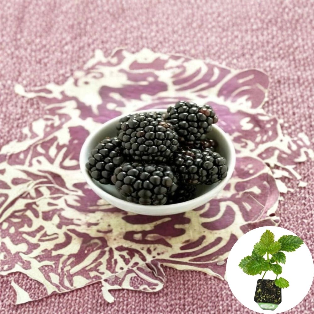 Kiowa Blackberry Plant – Rubus ‘Kiowa’ Live Plant | 3–8 Inch Starter | Includes 3-Inch Nursery Pot | Large Sweet Berries | Easy Backyard Fruit Plant