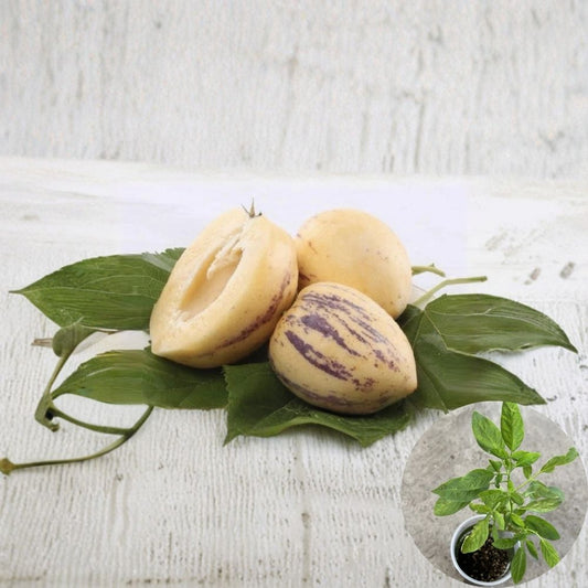 Pepino Melon Cutting – 10 Inch | Golden Sweet Pepino Fruit Plant | Solanum Muricatum Tropical Starter