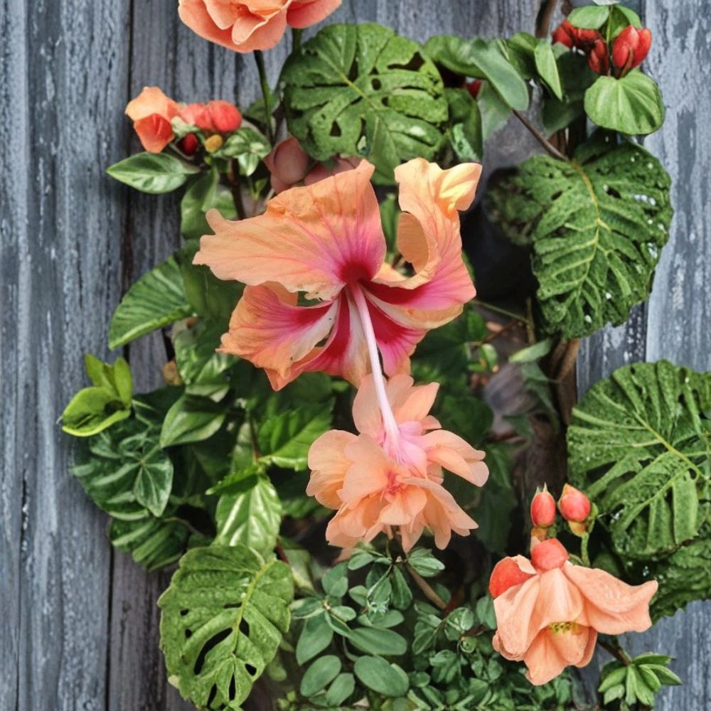 Peach Lion’s Tail Hibiscus – Hibiscus rosa-sinensis Live Plant | 6–8 Inch Starter | Rare Pom Pom Flower Hibiscus | Tropical Ornamental Plant | Garden Accent
