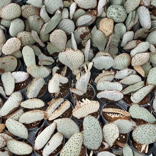 Beavertail Prickly Pear – Opuntia basilaris (2) Rooted Pads | Cold Hardy | Established & Ready to Grow  Spineless Blue-Grey Pads | Electric Magenta Blooms | Desert Native