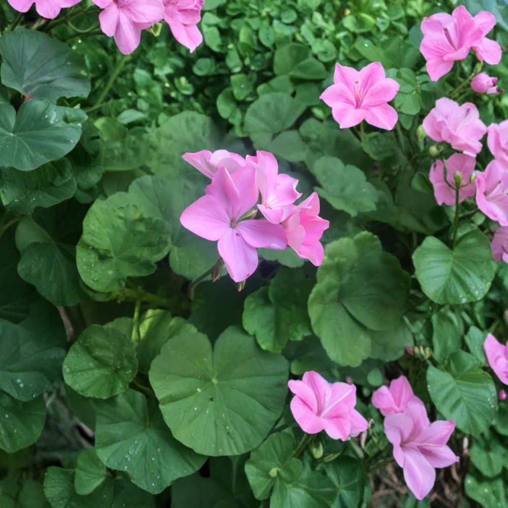 Bubblegum Pink Geranium Cuttings – 4 Pelargonium Zonal Cuttings | 8 Inch Live Plant Starts | Pastel Pink Flower Plant