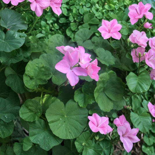 Bubblegum Pink Geranium Cuttings – 4 Pelargonium Zonal Cuttings | 8 Inch Live Plant Starts | Pastel Pink Flower Plant