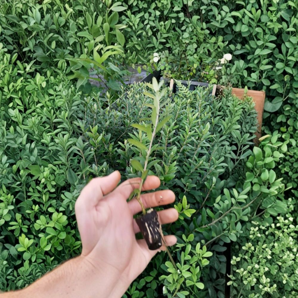 Arbequina Olive Tree – Live Starter Plant | Rooted 5+ Inches Tall | Ships in Pot | Cold Hardy Fruit Tree | Indoor & Outdoor Friendly