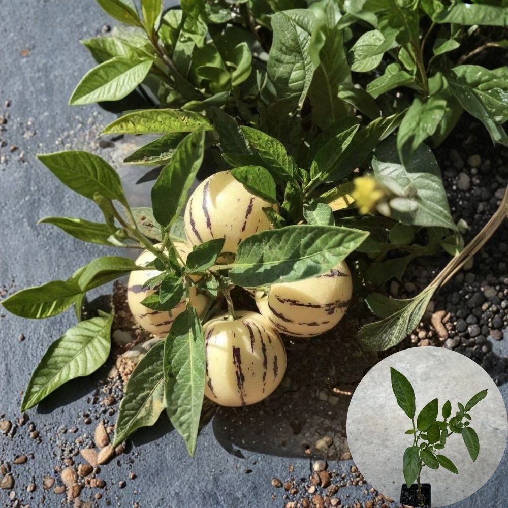 Pepino Melon Plant in Pot – 10 Inch Live Plant | Golden Sweet Ginseng Fruit | Ready to Plant Starter